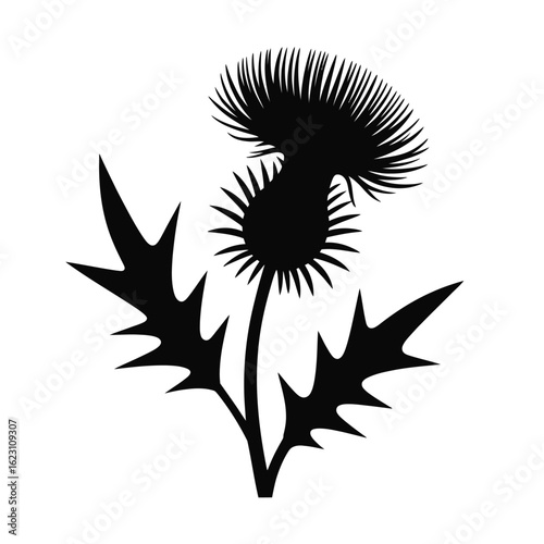 Black Thistle Silhouette on White Background Scottish Symbol and Icon