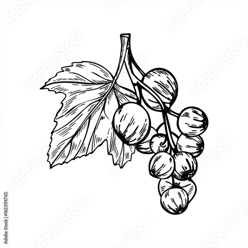Monochrome black currant branch with berries and leaf vector illustration painted by black inks. Hand drawn bunch of berries. Garden berry line art for healthy food packaging, jam labels, recipe book
