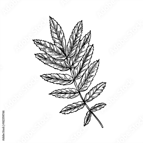 Vector illustration of rowan leaf in sketch black and white style. Hand drawn monochrome mountain ash leaves etching drawing. Autumn forest plant for botanical designs, herbal product packaging