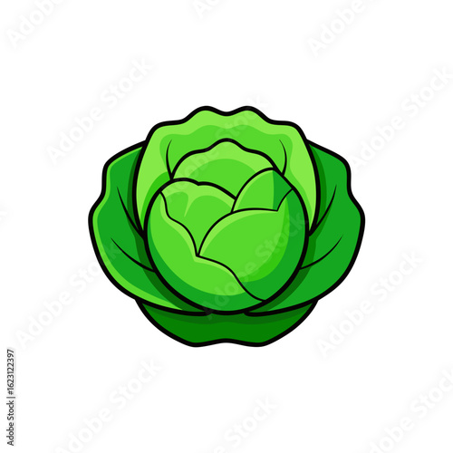 Green cabbage vegetable illustration isolated on transparent background