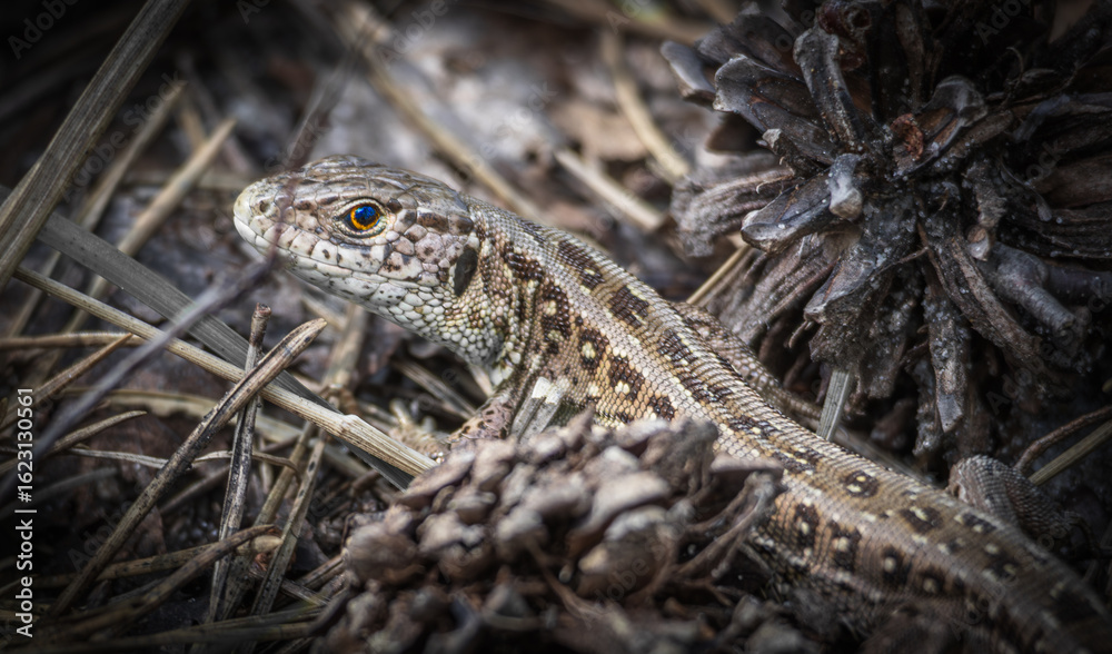 Fototapeta premium lizard in the grass
