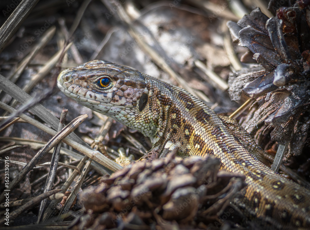 Fototapeta premium sand lizard on the tree