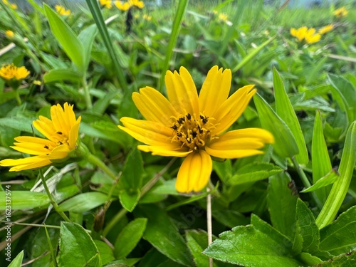 yellow flowers in the garden