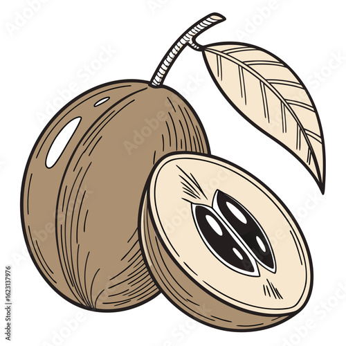 Hand drawn illustration of sapodilla fruit with leaf and cross section