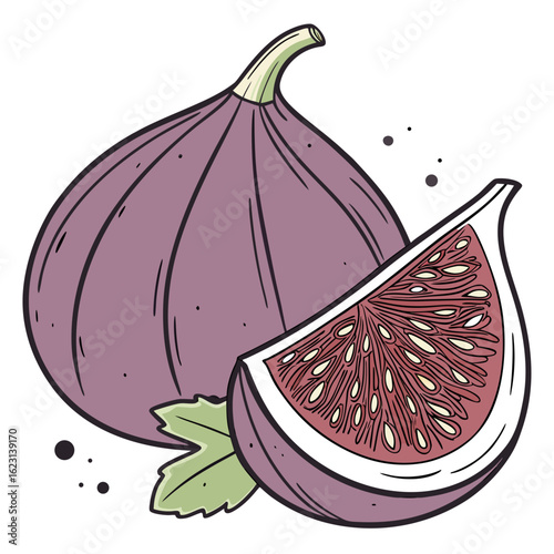 Hand drawn illustration of a fig and fig slice with leaf