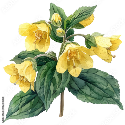 Yellow Archangel Flower, watercolor painting vector, isolated on a white background.