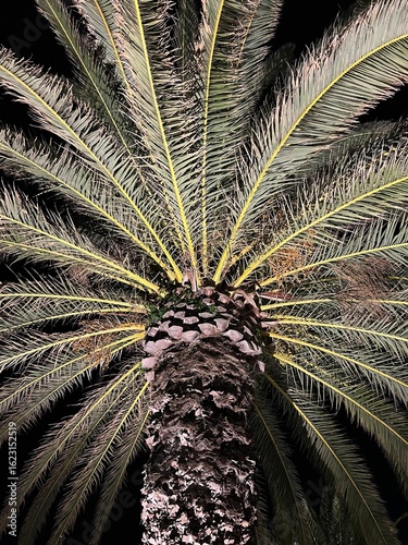 Night Time Coconut Palm Tree Photographed in Symmetric Angle. Unedited
