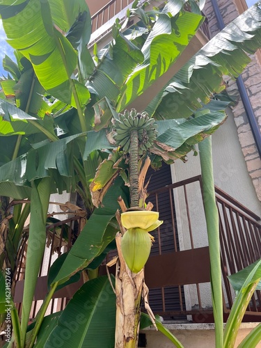 Banana Tree on Tropical Island. Young plant with small fruit. Green bananas