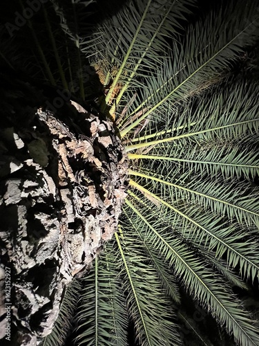 Night Time Coconut Palm Tree Photographed in Symmetric Angle. Unedited