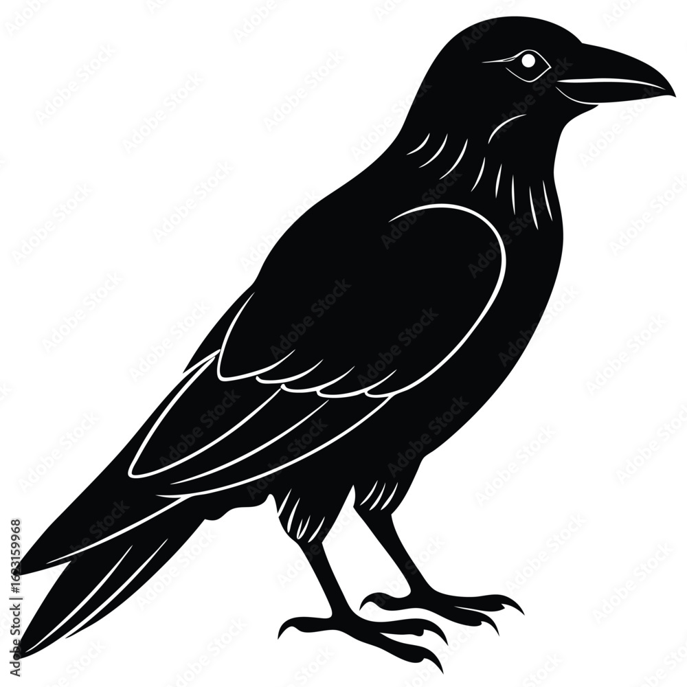 Fototapeta premium Black raven silhouette with white feather details on white background crow bird