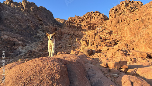 Man Standing Alone on Rocky Hill in Desert Light