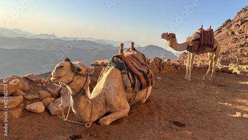 Camel Resting on Rocky Slope in Desert Mountains