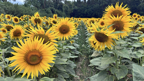 Sunflower field in full bloom captured from front view