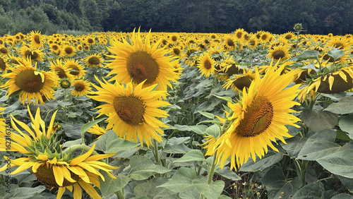 Wide view of sunflower field during sunny summer day