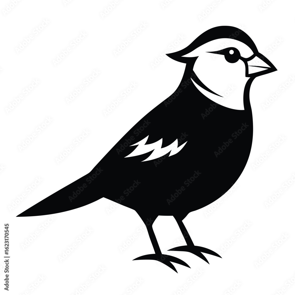 Obraz premium Solid color White-Crowned Sparrow animal vector design