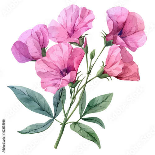 Sweet Pea Flower, watercolor illustration vector, isolated on a white background.