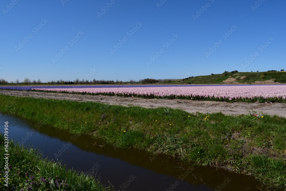 Fototapeta premium Walk among the rows of colorful tulips