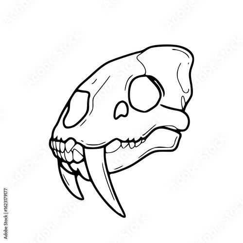 saber-toothed cat skull vector illustration