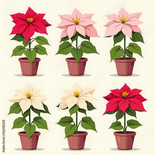 Collection of colorful poinsettia plants in decorative pots