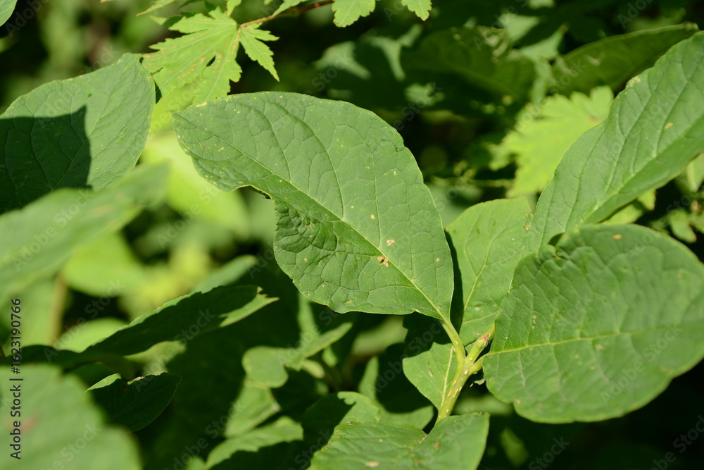 Syringa oblata var. dilatata Kkotgaehwaenamu, Korean herb for fever and detoxification Syringa oblata var. dilatata Kkotgaehwaenamu, Korean herb for fever and detoxification
