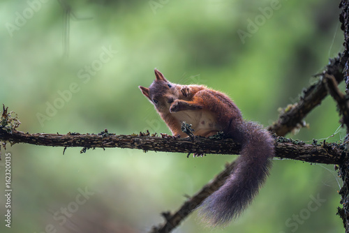Red squirrel relaxing on a branch makes eye contact with the photographer, Oslo, summer in Norway