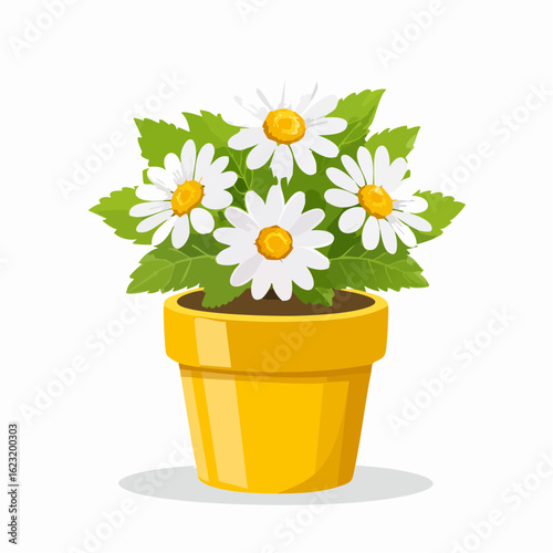 Gänseblümchen