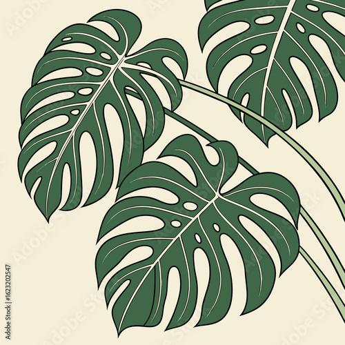 Monstera deliciosa plant illustration with green leaves and light background