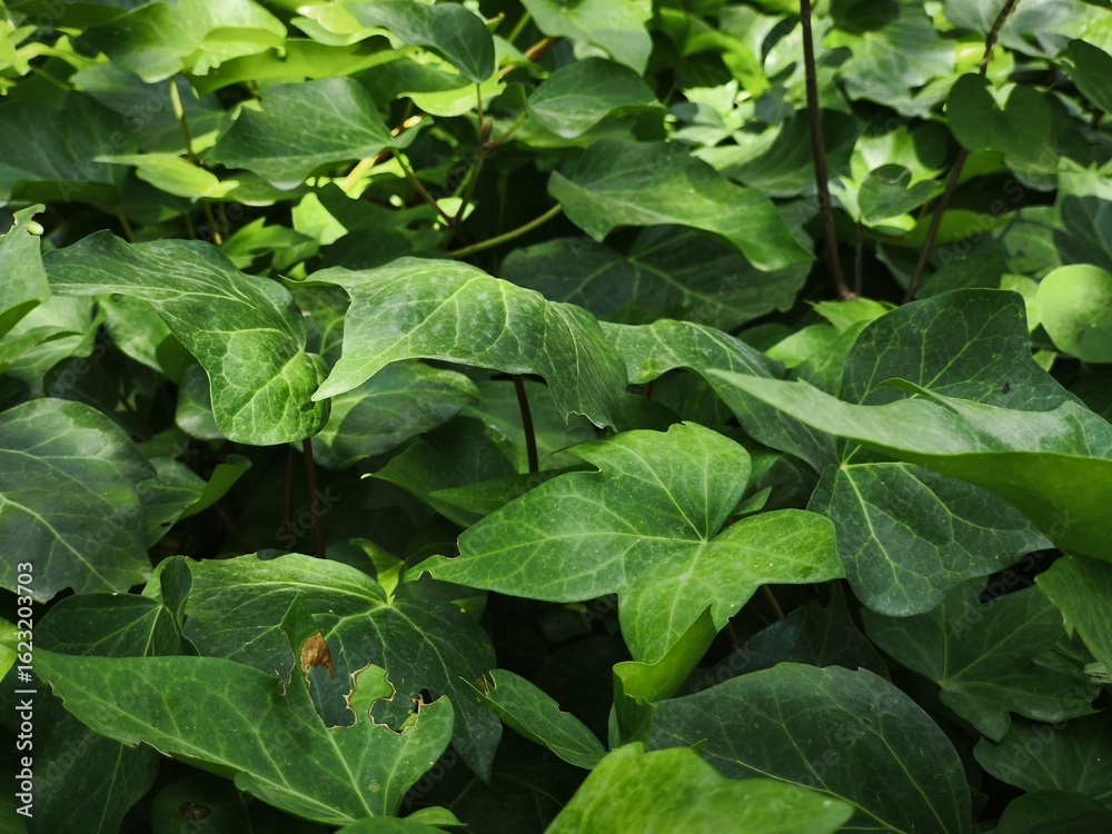 Fototapeta premium green leaves background