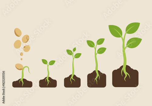 A concept illustration of a plant life cycle, showing the stages of germination and growth from seed to a mature plant.
