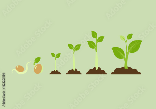 Plant growth stages vector illustration. The life cycle process from seed germination to a growing sprout in the soil, concept of development.