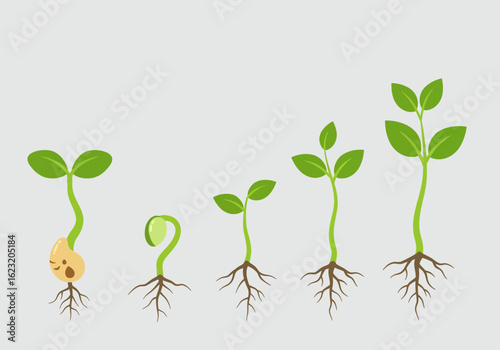 Cartoon illustration of a plant's life cycle, showing the stages of germination and growth from a seed to a young sprout with leaves.