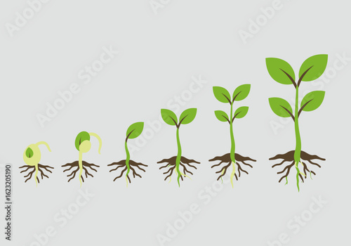 Infographic showing the life cycle of a plant, from seed germination to a growing seedling with roots and leaves on a grey background.