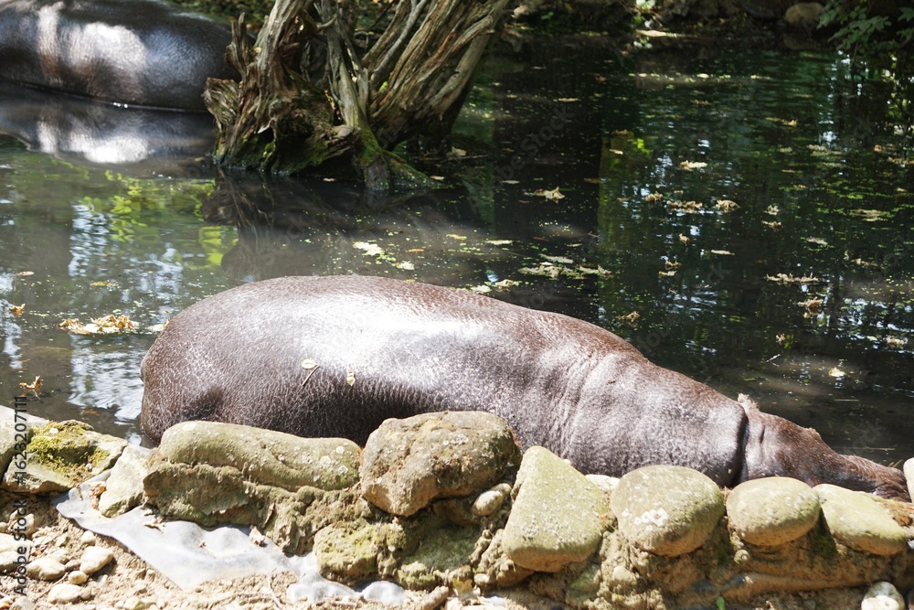 Fototapeta premium Hipopotam karłowaty odpoczywa w sadzawce, otoczony błotem i nasłonecznionym terenem. Ujęcie z ogrodu zoologicznego ukazujące chwile spokoju tego rzadkiego ssaka.