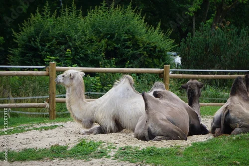 Fototapeta samoprzylepna Dwugarbny wielbłąd siedzi na piasku, odpoczywając w naturalnym środowisku. Jego charakterystyczne garby są dobrze widoczne, podkreślając unikalny wygląd tego zwierzęcia.