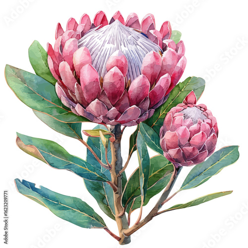 watercolor vector of Protea Flower, isolated on a white background.