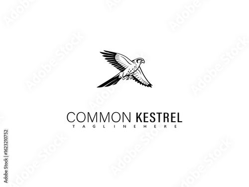 Artistic vector of a common kestrel gliding in mid-flight, created in a sleek hand-drawn style with clean lines and graceful composition for elegant nature branding and identity design.

