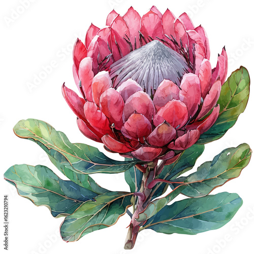 watercolor of Protea Flower, vector, isolated on a white background.