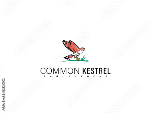 Line art illustration of a common kestrel flying over grasslands, rendered in elegant hand-drawn style for high-end branding, eco-tourism prints, and avian conservation materials.

