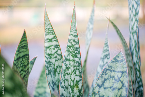 Canvas Print Sansevieria trifasciata, commonly known as the snake plant or mother-in-law's tongue, is a popular evergreen perennial native to tropical West Africa