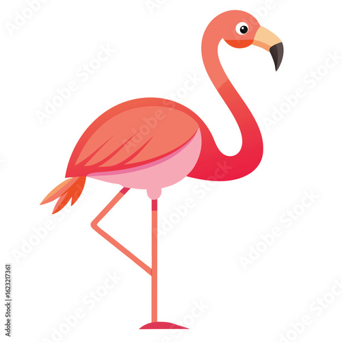beautiful flamingo bird vector on white 