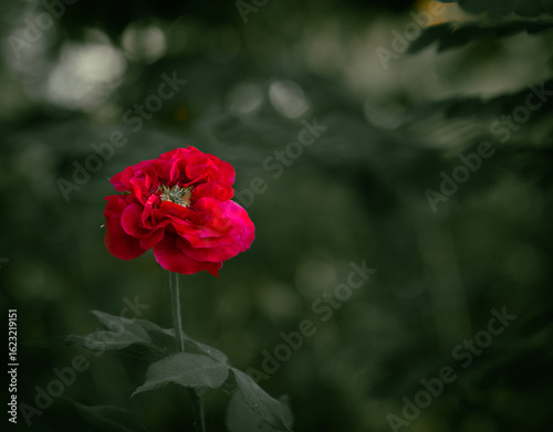 beautiful pink roses on dark green background