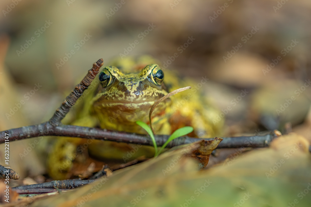Obraz premium Danish green tree frog close up 2024