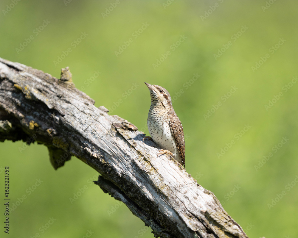 Fototapeta premium Eurasian wryneck