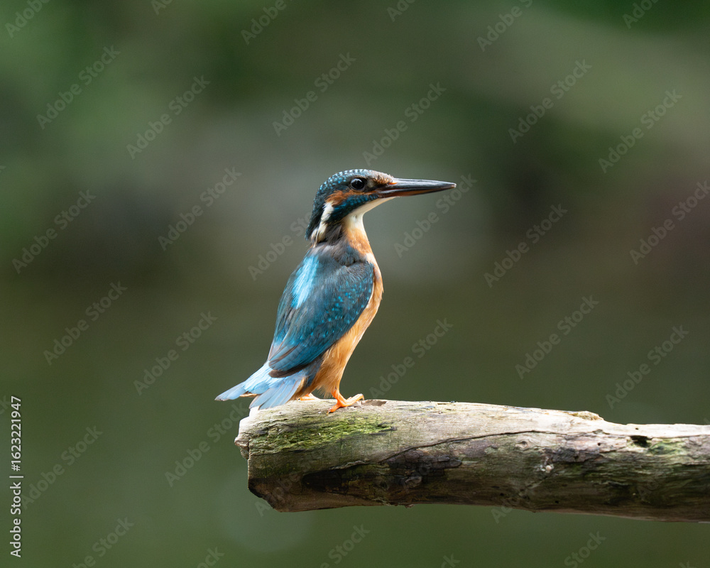 Fototapeta premium kingfisher, bird, wildlife, blue, green, nature, animal, colorful
