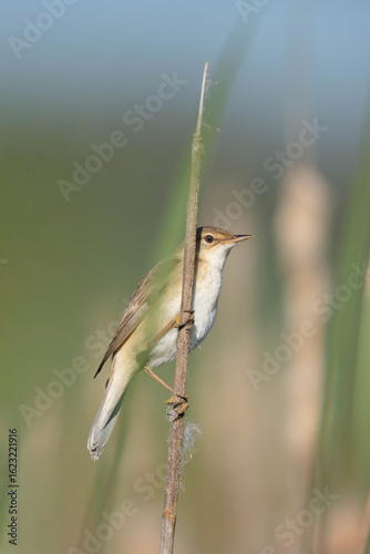 Eurasian reed warbler