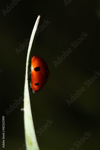 Ladybug