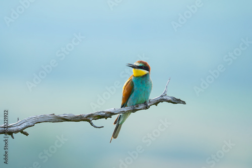 bee-eater