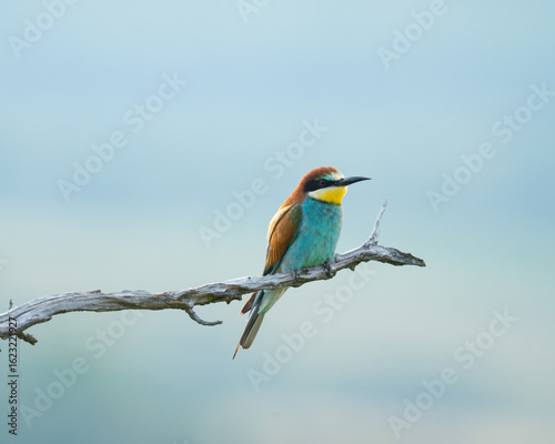 European bee-eater 