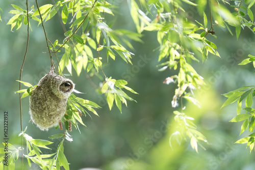 Eurasian penduline tit