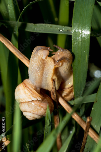 Snail mating